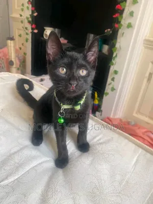 1-3 Month Male Purebred American Wirehair Kitten