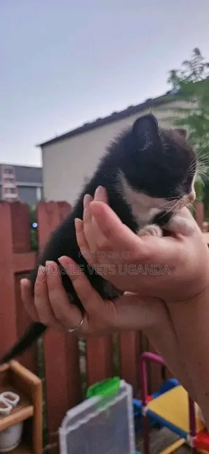 Purebred Abyssinian Kitten - 1-3 Months Old