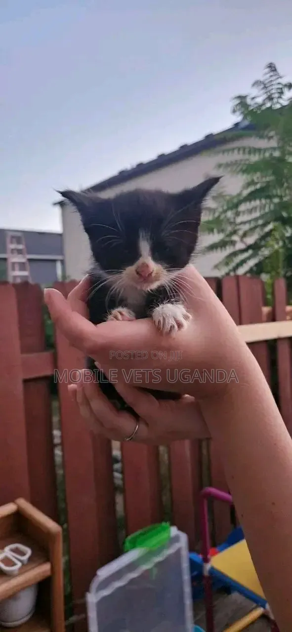 Female Purebred Balinese Kitten, 1-3 Months - 1