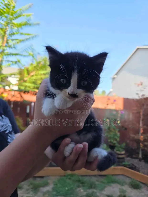 1-3 Month Female Purebred Abyssinian Kitten - 1