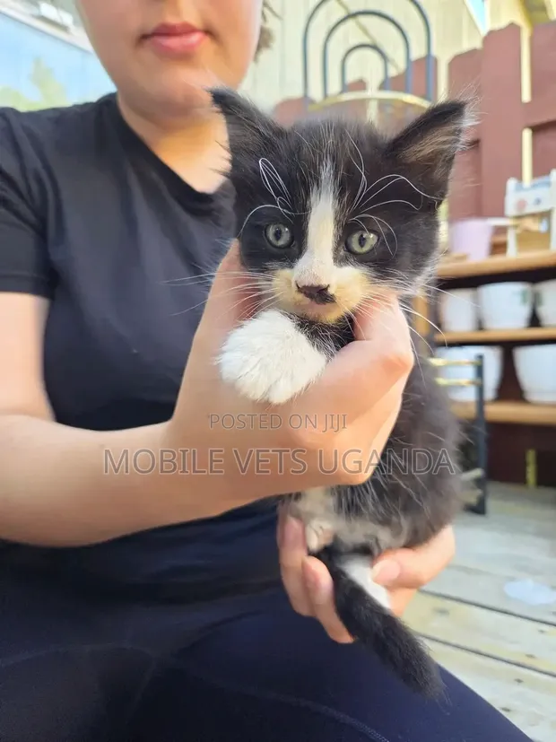 0-1 Month Male Purebred Korat Kitten - 1