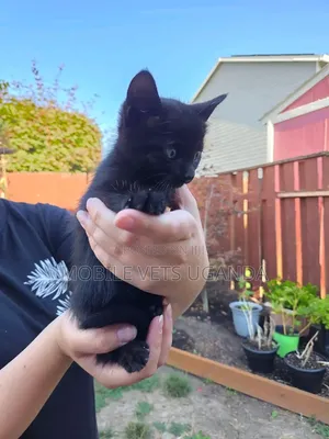 Female Purebred Javanese Kitten (1-3 Months)