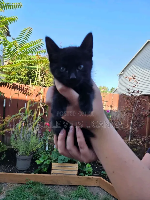 Purebred Bombay Kitten - 1-3 Months Old - 1