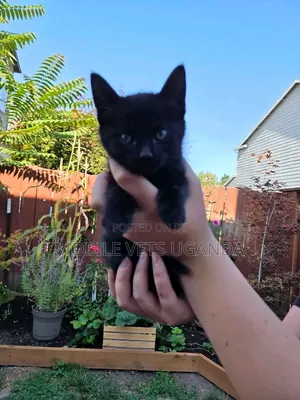 Purebred Bombay Kitten - 1-3 Months Old