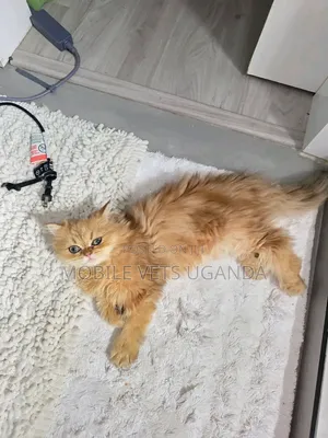 1-3 Month Female Purebred Persian Kitten