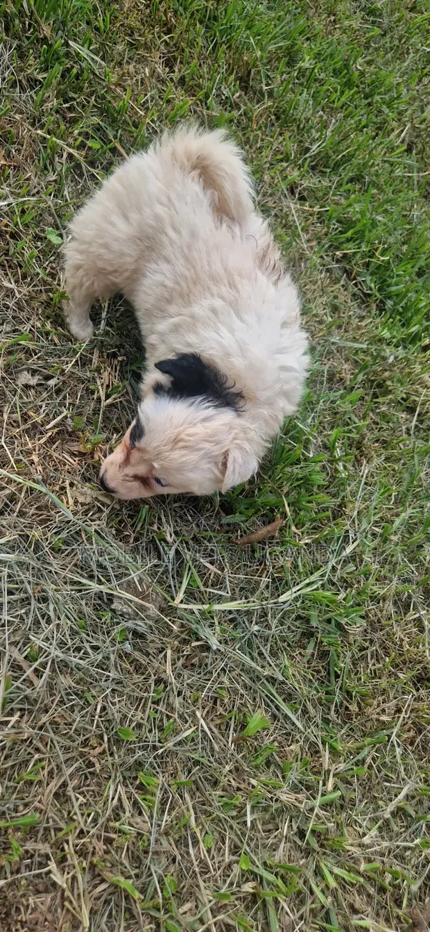 1-3 Month Male Purebred Japanese Spitz Puppy - 1