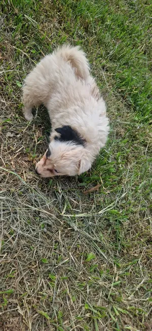 1-3 Month Male Purebred Japanese Spitz Puppy
