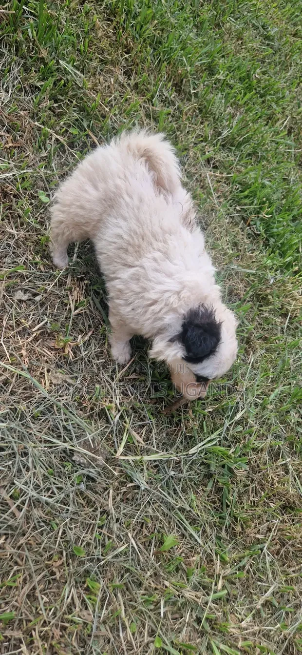 Female Japanese Spitz Puppy (0-1 Month) - 1