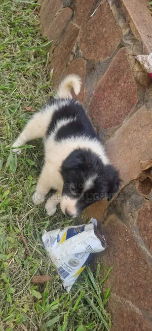 1-3 Month Male Purebred Japanese Spitz Puppy