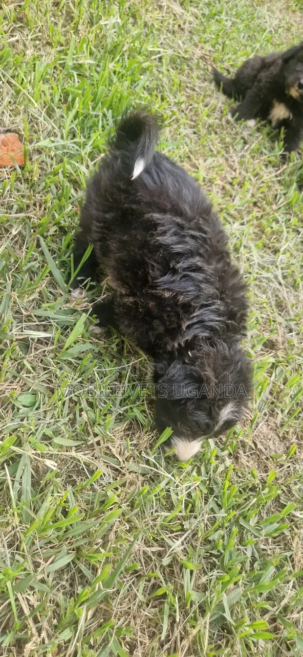 Purebred Maltese Puppy - 0-1 Month Old Male - 1