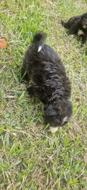 Purebred Maltese Puppy - 0-1 Month Old Male