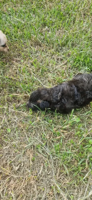 Female Cymric Kitten, 1-3 Months Old