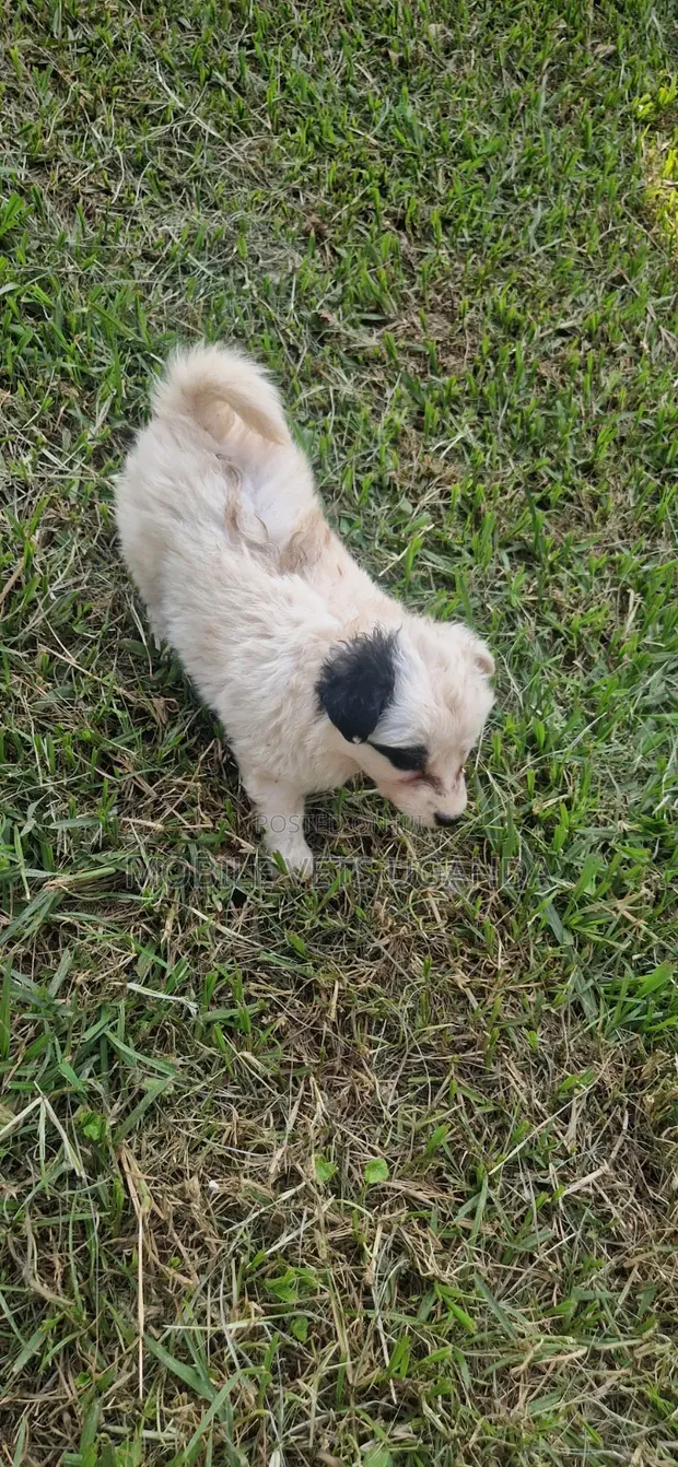 1-3 Month Male Purebred Japanese Spitz Puppy - 1