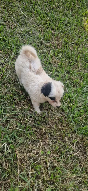 1-3 Month Male Purebred Japanese Spitz Puppy