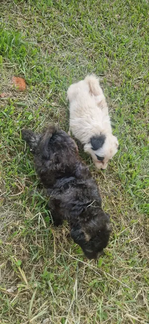 Female Purebred Maltese Puppy (0-1 Month)