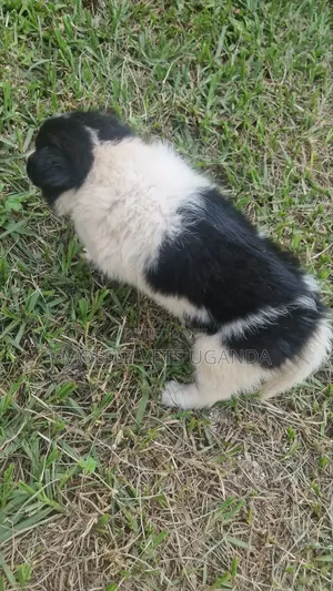 Purebred Japanese Chin Puppy - 1-3 Months