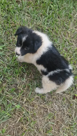 Female Japanese Spitz Puppy (1-3 Months)