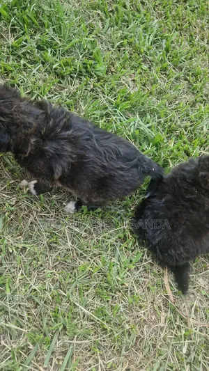 Female Japanese Spitz Puppy (1-3 Months)