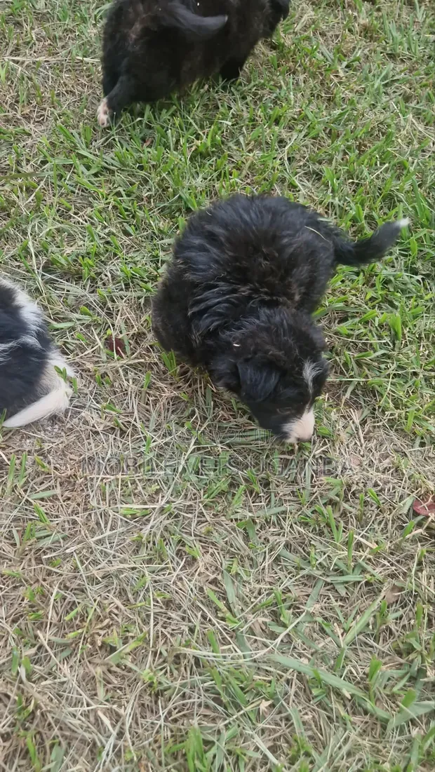 Female Purebred Maltese Puppy, 1-3 Months Old - 1