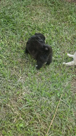 Female Purebred Maltese Puppy (1-3 Months)