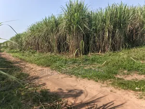 140 Acres Farmland for Sale in Bufunjo-Kyenjojo