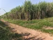140 Acres Farmland for Sale in Bufunjo-Kyenjojo - 1