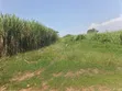 140 Acres Farmland for Sale in Bufunjo-Kyenjojo - 2
