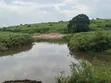 140 Acres Farmland for Sale in Bufunjo-Kyenjojo - 4