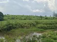 140 Acres Farmland for Sale in Bufunjo-Kyenjojo - 5
