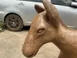 Animal Sculpture - Mule Form - 2