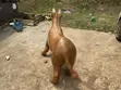 Animal Sculpture - Mule Form - 4