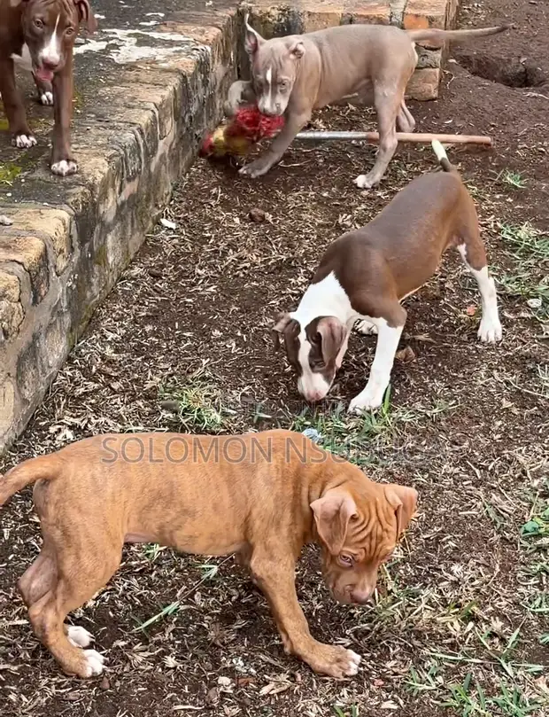 3-6 Month Male Purebred American Pit Bull Terrier Puppy - 1