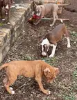 3-6 Month Male Purebred American Pit Bull Terrier Puppy - 1