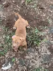 3-6 Month Male Purebred American Pit Bull Terrier Puppy - 2