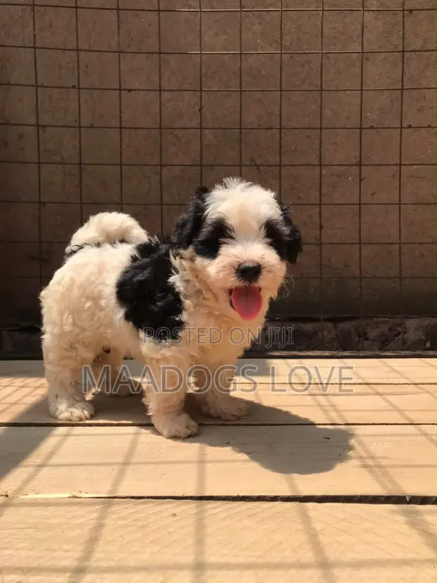 Female Purebred Maltese Puppy (1-3 Months) - 1