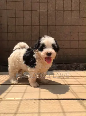 Female Purebred Maltese Puppy (1-3 Months)