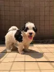 Female Purebred Maltese Puppy (1-3 Months) - 1