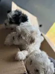 Female Purebred Maltese Puppy (1-3 Months) - 2