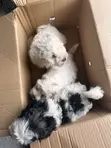 Female Purebred Maltese Puppy (1-3 Months) - 3