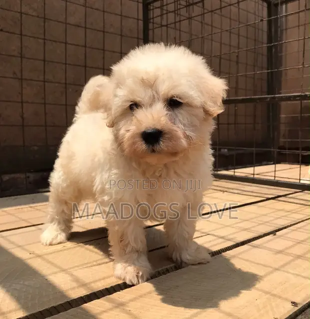 Purebred Female Maltese Puppy - 1-3 Months - 1