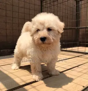 Purebred Female Maltese Puppy - 1-3 Months