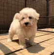 Purebred Female Maltese Puppy - 1-3 Months - 1