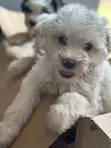 Purebred Female Maltese Puppy - 1-3 Months - 2