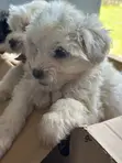 Purebred Female Maltese Puppy - 1-3 Months - 3