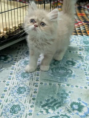 Purebred Persian Kitten - 1-3 Months Male