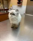 Purebred Persian Kitten - 1-3 Months Male - 2