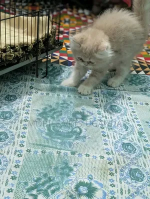 Female Purebred Persian Kitten, 1-3 Months Old