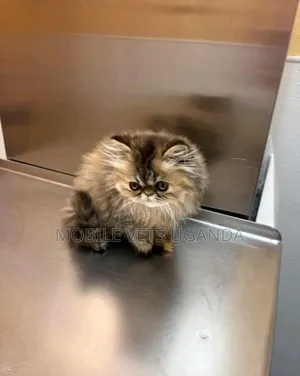 Purebred Persian Kitten - 1-3 Months Old