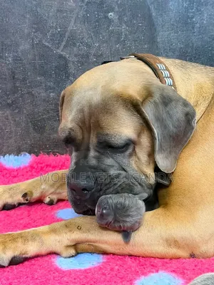 Purebred Boerboel Puppy (6-12 Months)