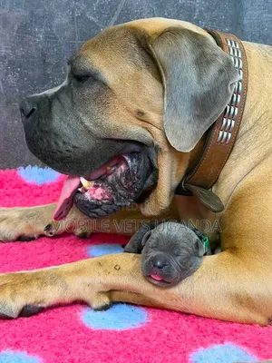 Purebred Boerboel Female, 3-6 Months Old